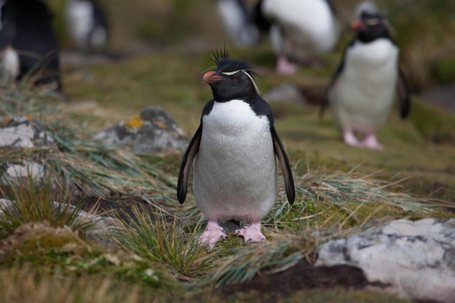 Environmentally Friendly; How to Become a Penguin’s Best Friend